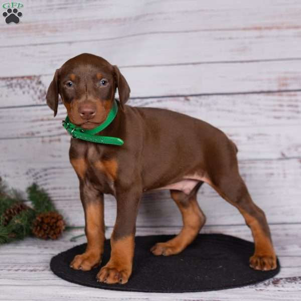 Jasper, Doberman Pinscher Puppy